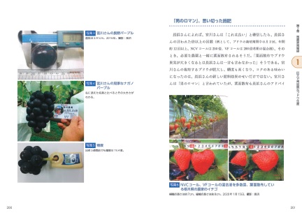 栃木県の農家のいちご