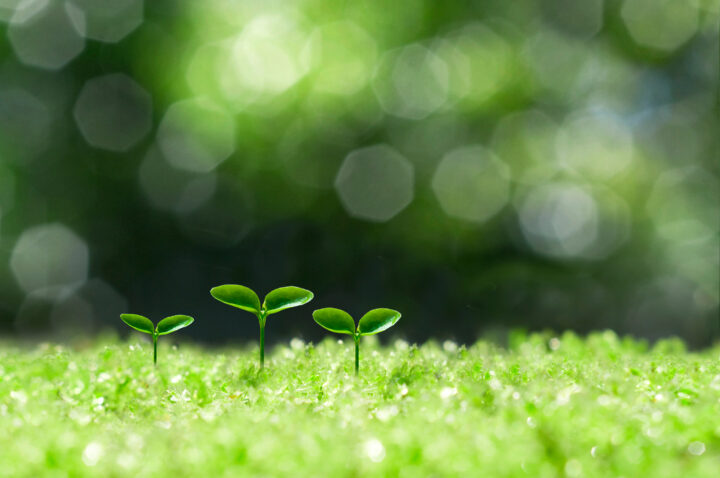 マグネシウムと鉄の重要性｜健康と農業に役立つ効果とは？の画像