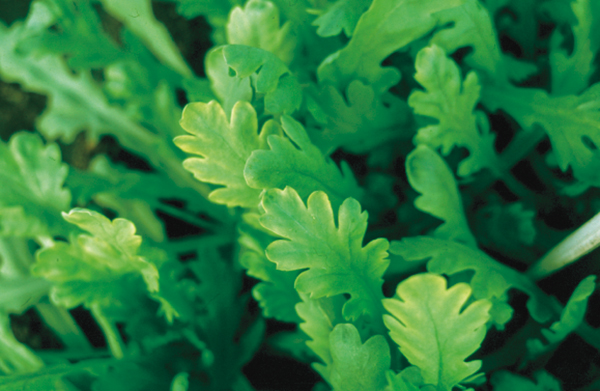 マンガン欠乏症と堆肥施肥の関係|三要素試験が示す土壌管理の重要性の画像