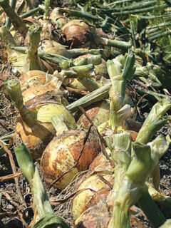 落合さんのタマネギ