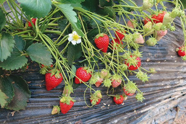 ホウ素とケイ酸の驚くべき機能｜植物・動物・人の健康への影響の画像