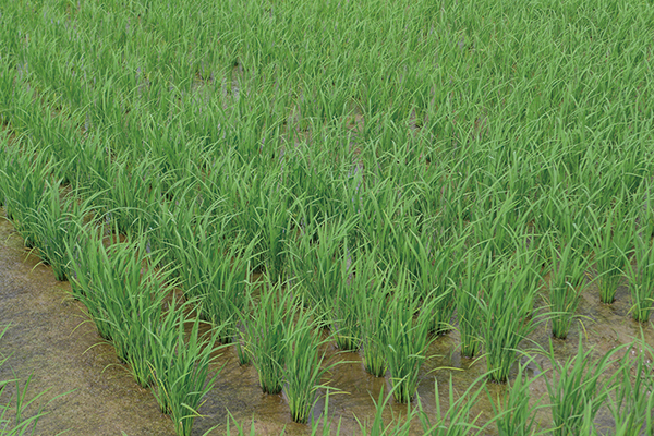 温暖化の原因と農業対策|CO₂犯人説とCHO供給源の新知見の画像