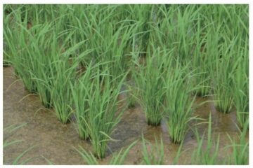 天のつぶ平均分けつ33本