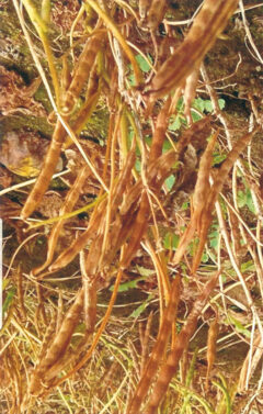 葉面散布を行った大豆2