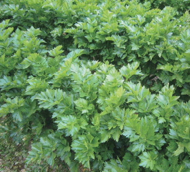 紀の川市研修会で篤農家テクニックをわかりやすく解説の画像